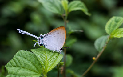 Close-up of butterfly pollinating on leaf