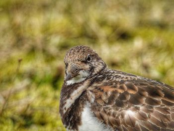 Close-up of a bird