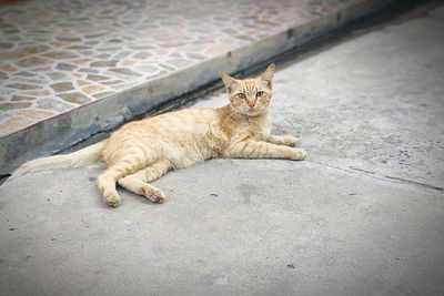 Portrait of a cat lying on floor