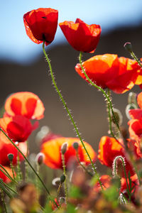 Close-up of red poppy flowers