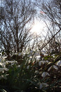 Close-up of flowering plant against bright sun