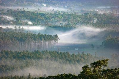 Scenic view of forest against sky