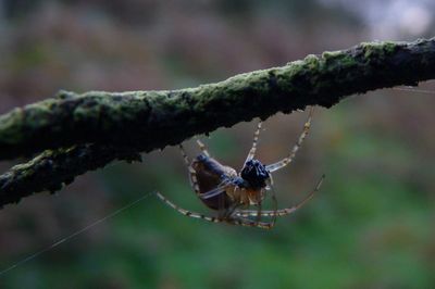 Close-up of spider on web