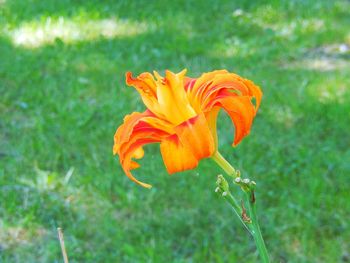 Close-up of orange flowers blooming outdoors