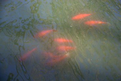 Close-up of koi carps swimming in water