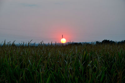 Scenic view of field against sky during sunset