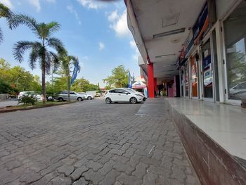 Cars on street by palm trees and buildings in city