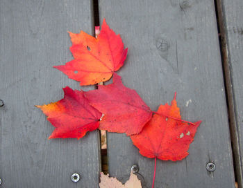 Close-up of red maple leaves