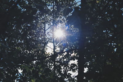 Low angle view of trees