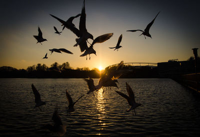 Seagulls flying over lake against sky during sunset