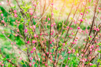 A young bush of a pink tea rose, buds of roses, a concept of spring, natural wallpaper