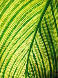 Full frame shot of green leaves