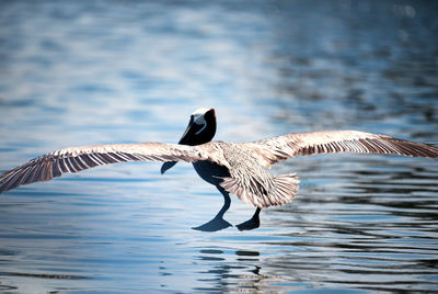 Seagulls flying over lake