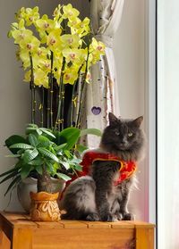 Cat sitting in a flower pot