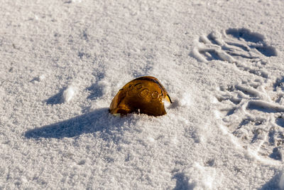 High angle view of crab on snow covered land