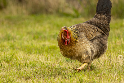 Rooster on field