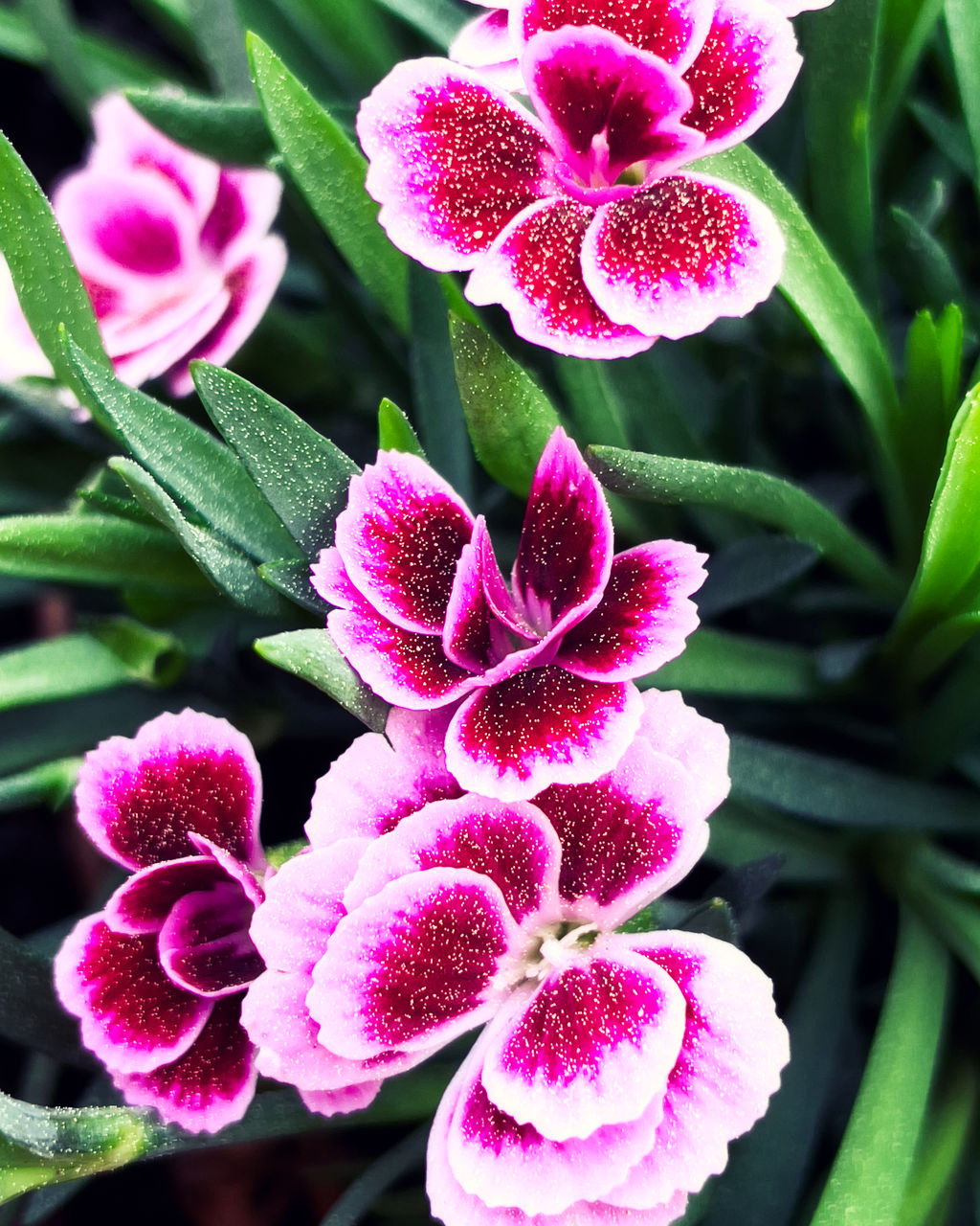 plant, flower, flowering plant, beauty in nature, freshness, pink, close-up, growth, nature, fragility, petal, flower head, inflorescence, plant part, leaf, no people, orchid, outdoors, day, focus on foreground, purple, green, blossom, botany