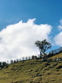 Low angle view of trees on field against sky