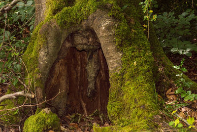 Full frame shot of tree