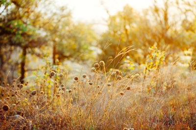 Plants growing on field