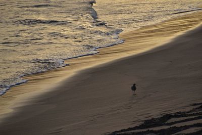 Scenic view of beach