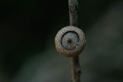 Close-up of rusty metal