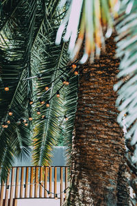 Low angle view of palm tree