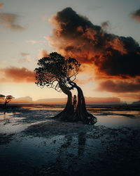 Silhouette tree on beach against sky during sunset