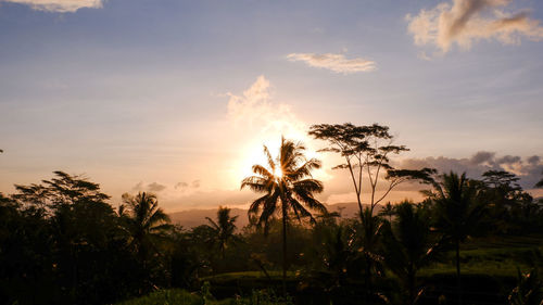 Silhouette palm trees against sky during sunset