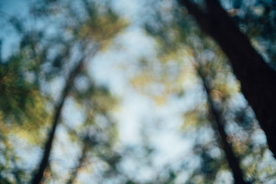 Low angle view of trees against sky