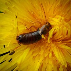 Close-up of insect on yellow flower