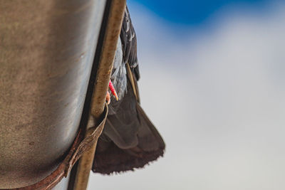 Low angle view of a pidgeons tail against the sky