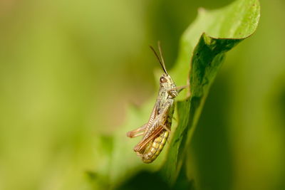 Close-up of insect on leaf