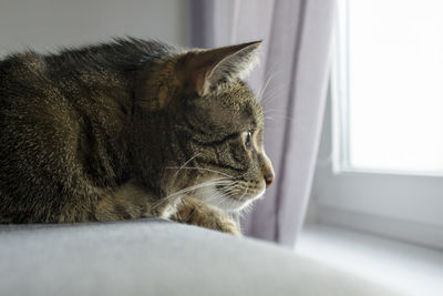 Close-up of a cat looking away