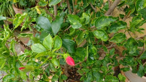 Close-up of plants