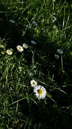 Close-up of white flowers blooming outdoors