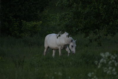 Sheep grazing on grassy field