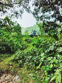 Plants and trees in forest against sky