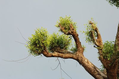 Low angle view of tree against sky