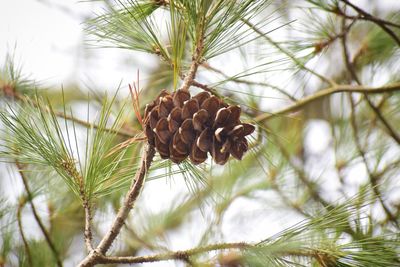 Close-up of pine cone on branch