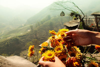 Midsection of person holding flowering plant against mountain