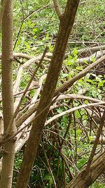 Close-up of tree in forest