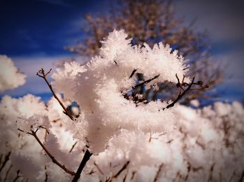 Close-up of frozen plant