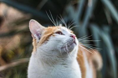 Close-up of a cat looking away