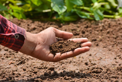 Hand of farmer checking soil health before growth a seed of vegetable or plant seedling.