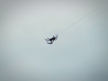 Low angle view of spider against clear sky