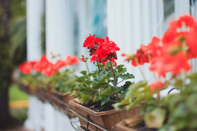 Close-up of red flowers blooming outdoors