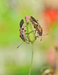 Closed-up of insects on flower