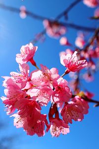 Low angle view of cherry blossoms against sky