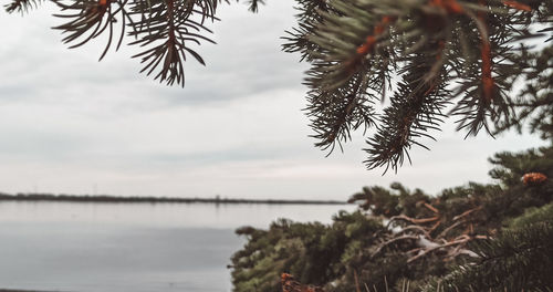 Close-up of pine tree by sea against sky